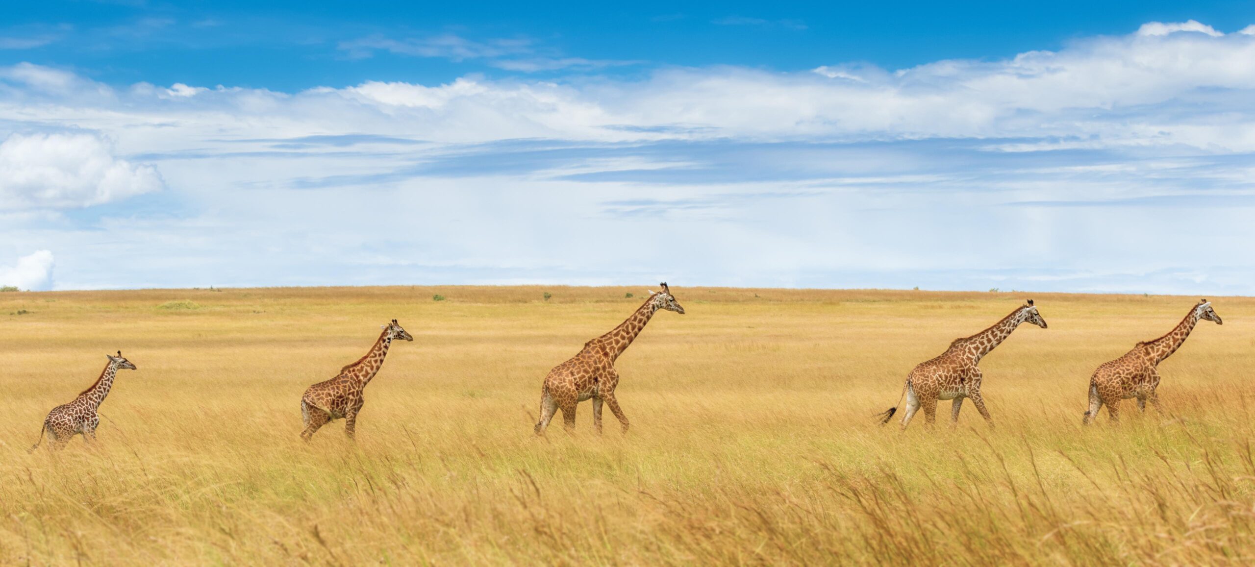 Leadership Development